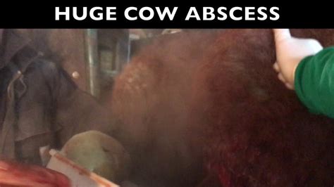Huge Cow Abscess Youtube