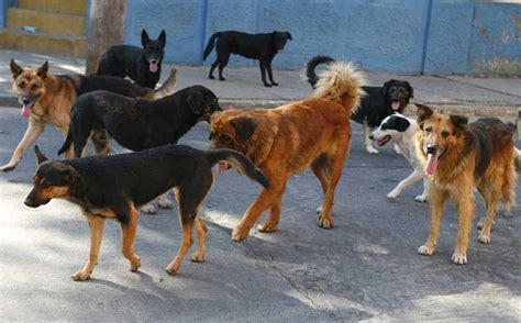 Perros Callejeros Matan A 8 Venados De Un Zoológico En Chiapas Glucmx