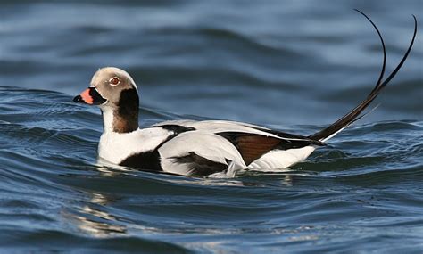 Burts Birds November 2016 Long Tailed Duck Black Hills Audubon