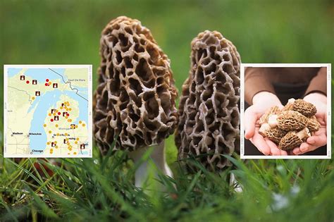 Some Of The Best Places In Michigan To Hunt For Morel Mushrooms