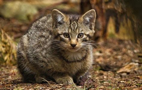 wild cat facts types classification lifespan habitat diet