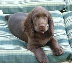Find cocker spaniel in dogs & puppies for rehoming | 🐶 find dogs and puppies locally for sale or adoption in canada : 16 Best Field Spaniels images | Field spaniel, Spaniel dog ...