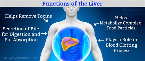 Liver Transplantation Facts Contraindications Procedure Follow Up