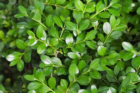 Green Mountain Boxwood Growing Guide Plantly