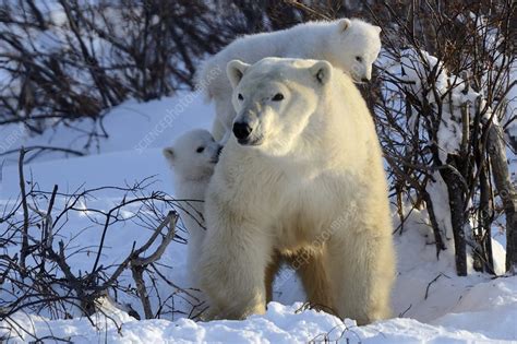 Polar Bear Mother With Two Cubs Stock Image F0232389 Science