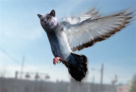 Cat Pigeon Rhybridanimals