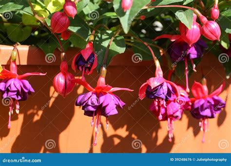Beautiful Fuchsia Stock Photo Image Of Bloom Blossom 39248676