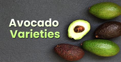 Different Avocado Varieties Types Species And Kinds Embracegardening