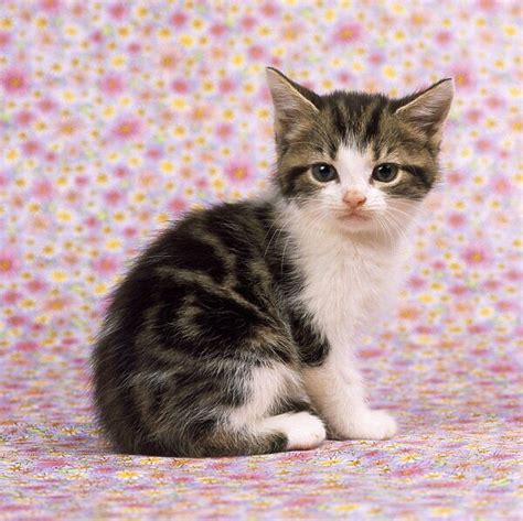 Cat Tabby And White Kitten On Pink Flowery Background Photos Puzzles
