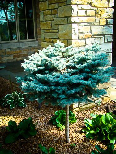 Globe Blue Spruce Tree For Sale Online The Tree Center