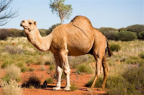 5 reasons why you should give camel milk a go news articles au