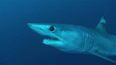 Guy Harvey Tags Shortfin Mako Sharks