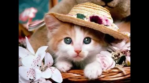 50 Pictures Of The Most Cute Cats And Kittens Youtube