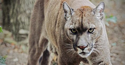 Girl Attacked Injured By Cougar Grand View Outdoors