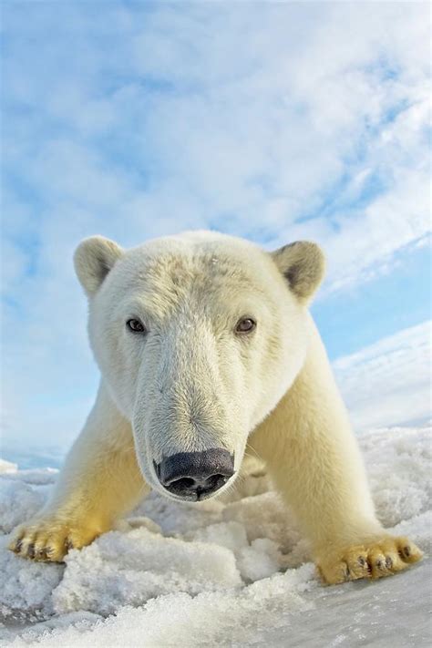 Curious Polar Bear Cub Ursus Photograph By Steven Kazlowski Fine Art