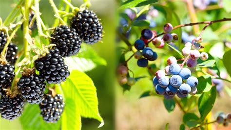 Can You Plant Blueberries With Blackberries