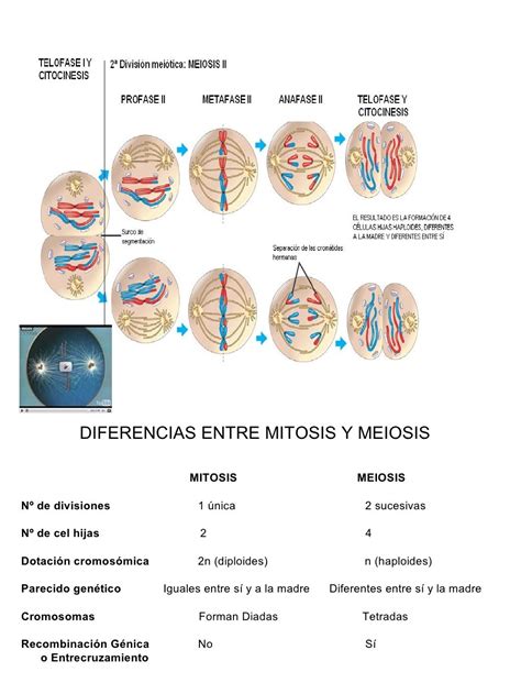 Ciclo Celular Mitosis Y Meiosis