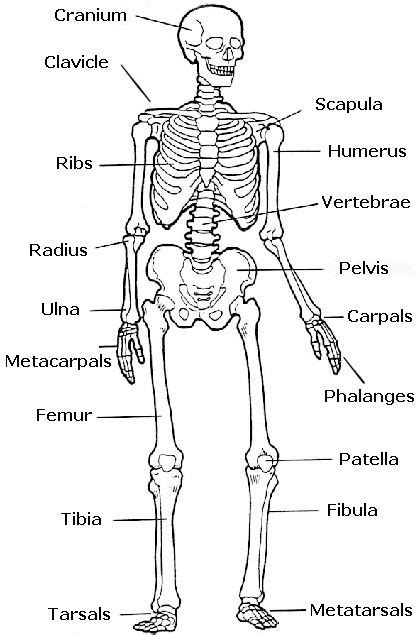 Wherever you looked, there were vampires, ghosts, or bony skeletons grinning back at you. 15 best images about Name Skeleton on Pinterest
