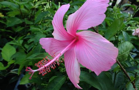 Usually they're left to grow larger than the shrub form of. Booklet: La France Weeping Hibiscus Tree