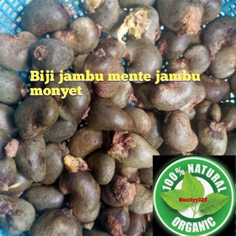 Jual Biji Buah Jambu Monyet 5 Butir Shopee Indonesia