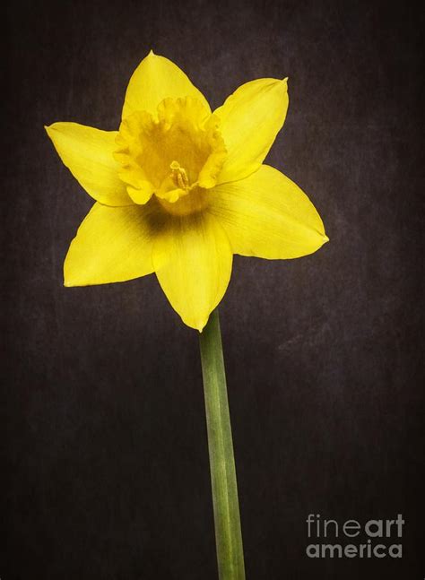 First Spring Daffodil Photograph By Edward Fielding Fine Art America