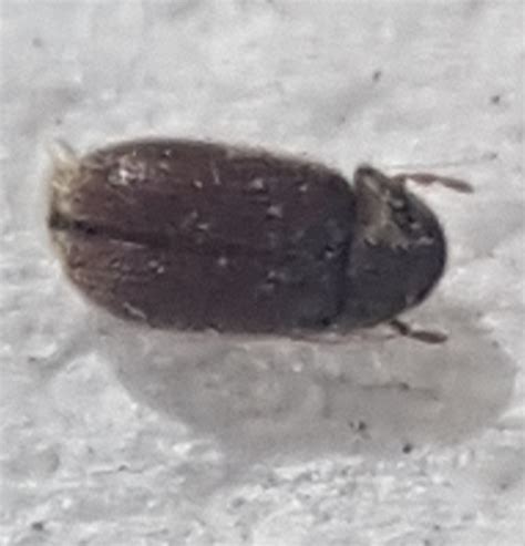 These flies look like food flies and they seem to be growing in my pot. Black Flying Bugs In Bedroom | www.stkittsvilla.com