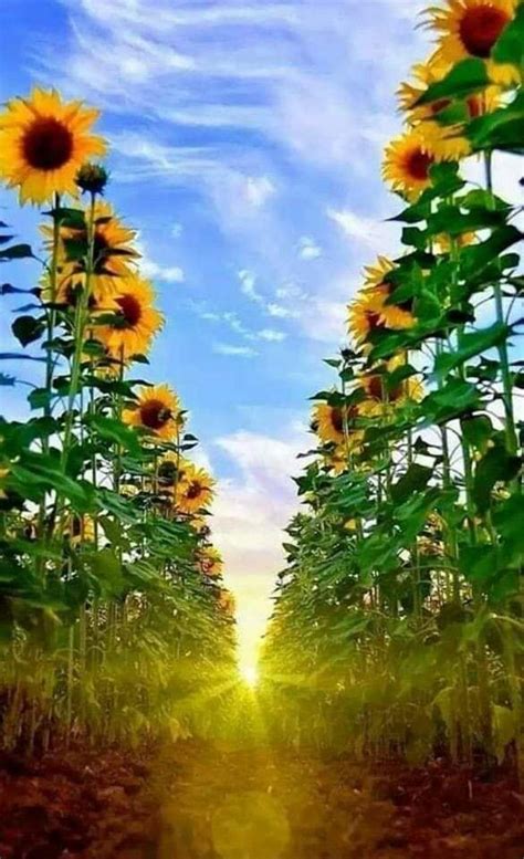 Nature Pictures Flowers Sunflower Pictures Flowers Nature Sunflower