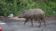 香港議員倡無人島流放野豬 動物團體批：不如送你去 | 大陸傳真 | 兩岸 | 聯合新聞網