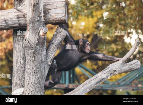 Chimpanzee Child Playing Swinging On Tree Trunks In Zoo Aviary With