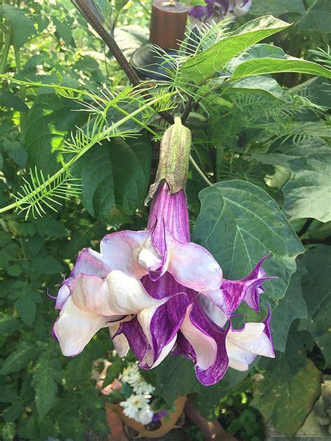 Trumpet Flower Vine Purple Beautiful Flower Arrangements And Flower