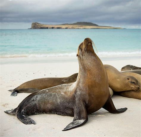 Galapagos Sea Lions Galapagos Sea Lion Galapagos Islands Wildlife