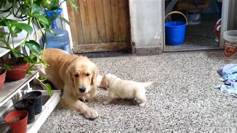Golden Retriever Puppies Youtube