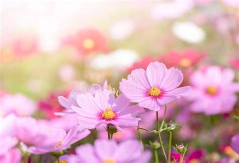 Beautiful Pink Cosmos Flower In Garden Stock Photo Image Of Bright