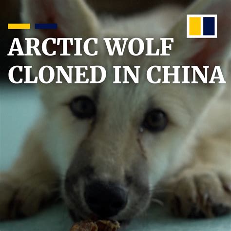 ‘worlds First Cloned Arctic Wolf Bred In A Chinese Lab Beijing