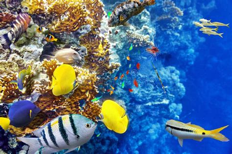 Corals Underwater And Beautiful Tropical Fish In The Indian Ocean Stock
