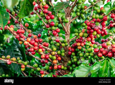 Coffee Beans On A Branch Of Treered And Green Arabica Coffee Beans