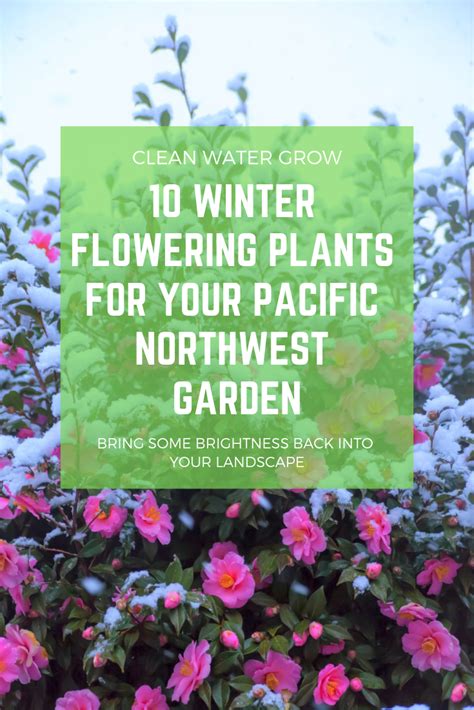 10 Winter Flowering Plants For Your Pacific Northwest Garden Artofit