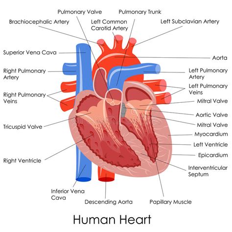 Human Heart Anatomy Stock Vector Illustration Of Internal 38070552