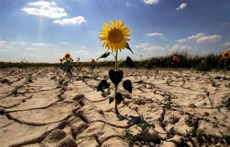 Problemas Ambientales Más Importantes Ecología Hoy