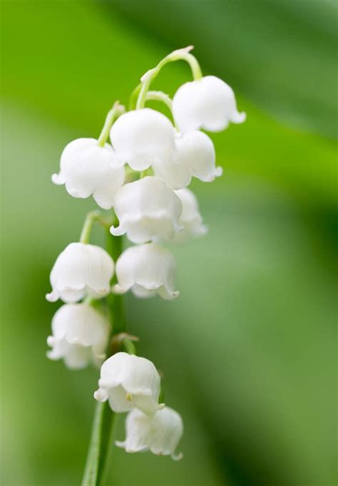 12 Best Smelling Flowers For A Fragrant Yard Among The