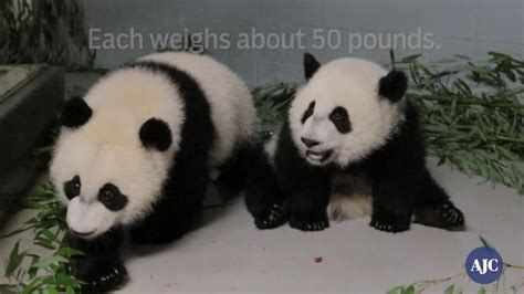 Zoo Atlantas Twin Pandas Getting Ready For First Birthday