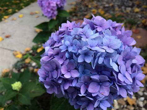 Hydrangea Blue In The Middle Surrounded By Purple Rgardening