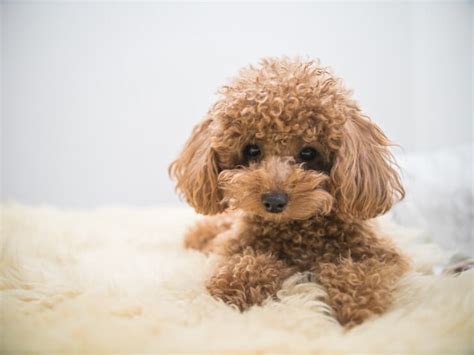347 Cute And Funny Poodle Names Animal Hype