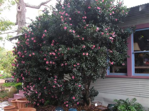 garden thymes our lovely old camellia