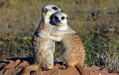 Meerkats In Love ️ Animal Hugs Cute Animals Baby Animals
