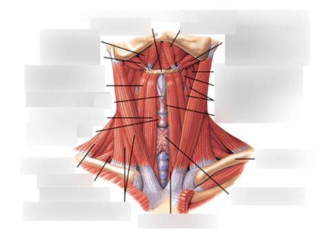 Module Ii Extrinsic Muscles Of The Larynx Diagram Quizlet