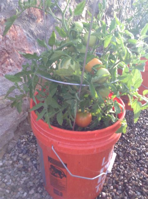 Early Girl Tomatoes 20may Early Girl Tomato Container Gardening Garden
