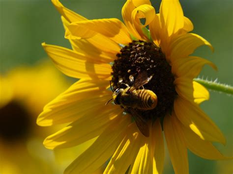 A Life Inspired By Nature Sunflower Lovers Bees