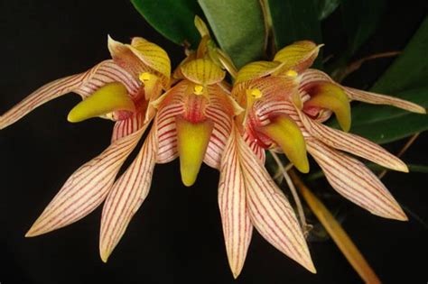 Bulbophyllum Bicolor Giulio Celandroni Orchidee