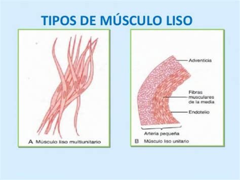Campo Aflojar Mezcla Celulas Del Tejido Muscular Liso Prevenci N Sede Miau Miau